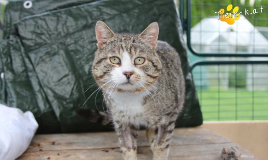 Katze Alois (Foto by Tiereck.at - Lavanttaler Tierhilfe)