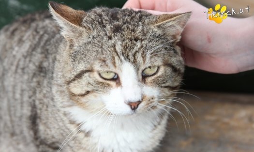 Katze Alois (Foto by Tiereck.at - Lavanttaler Tierhilfe)