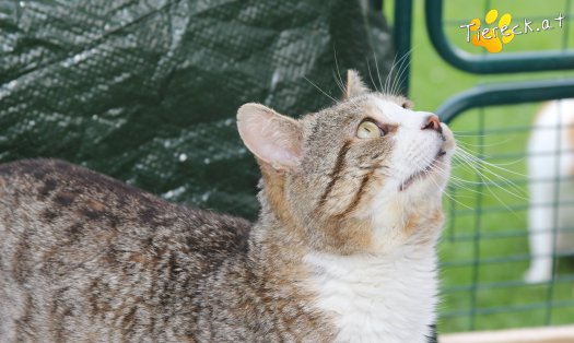 Katze Alois (Foto by Tiereck.at - Lavanttaler Tierhilfe)