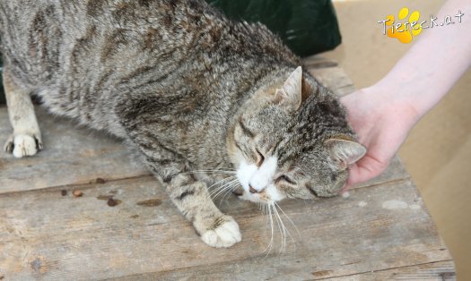 Katze Alois (Foto by Tiereck.at - Lavanttaler Tierhilfe)