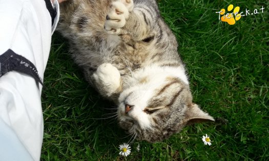 Katze Alois (Foto by Tiereck.at - Lavanttaler Tierhilfe)