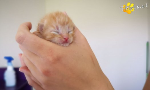 Katze Winnie  (Foto by Tiereck.at - Lavanttaler Tierhilfe)