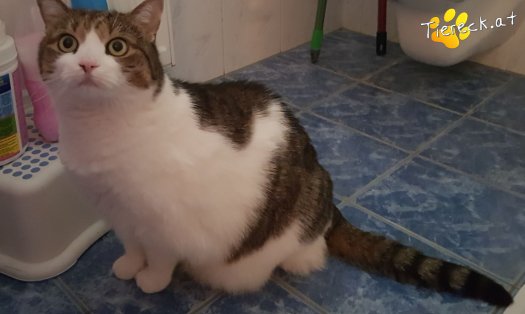 Katze Mutzi (Foto by Tiereck.at - Lavanttaler Tierhilfe)