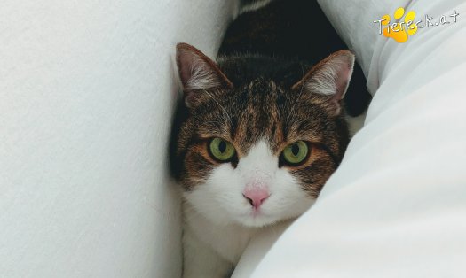 Katze Mutzi (Foto by Tiereck.at - Lavanttaler Tierhilfe)