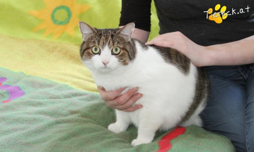 Katze Mutzi (Foto by Tiereck.at - Lavanttaler Tierhilfe)