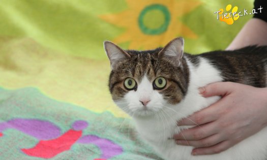Katze Mutzi (Foto by Tiereck.at - Lavanttaler Tierhilfe)