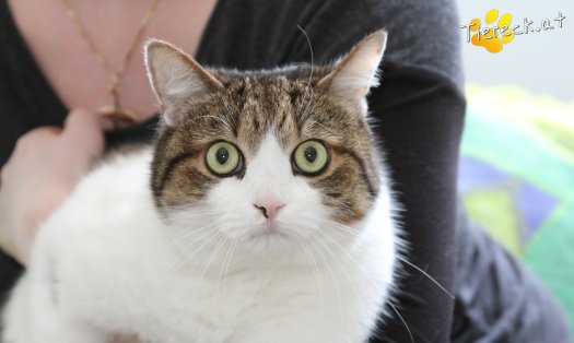Katze Mutzi (Foto by Tiereck.at - Lavanttaler Tierhilfe)