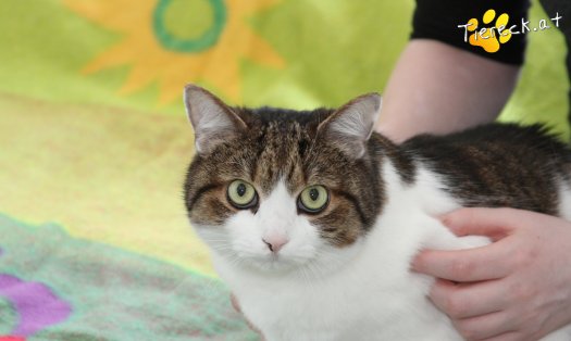Katze Mutzi (Foto by Tiereck.at - Lavanttaler Tierhilfe)