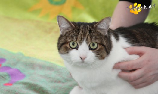 Katze Mutzi (Foto by Tiereck.at - Lavanttaler Tierhilfe)