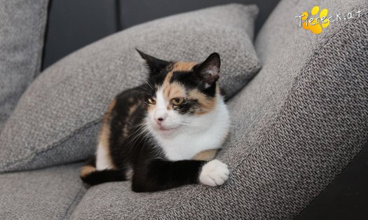 Katze Mavis  (Foto by Tiereck.at - Lavanttaler Tierhilfe)