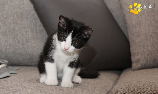 Katze Gray (Foto by Tiereck.at - Lavanttaler Tierhilfe)