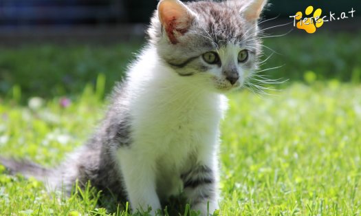 Katze Lucy (Foto by Tiereck.at - Lavanttaler Tierhilfe)