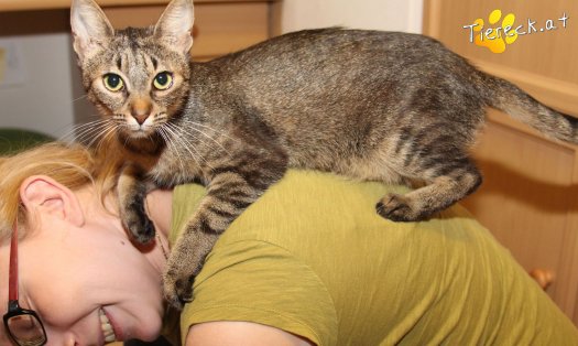 Katze Lara (Foto by Tiereck.at - Lavanttaler Tierhilfe)