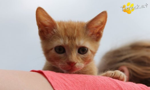 Katze Balduine (Foto by Tiereck.at - Lavanttaler Tierhilfe)