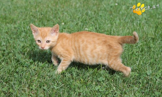 Katze Balduine (Foto by Tiereck.at - Lavanttaler Tierhilfe)