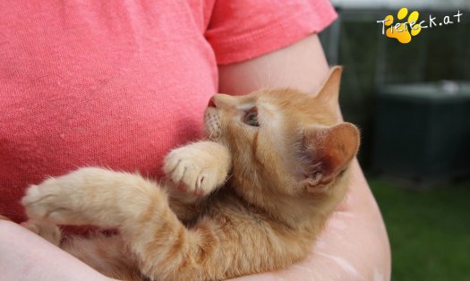 Katze Balduine (Foto by Tiereck.at - Lavanttaler Tierhilfe)