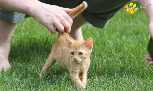 Katze Balduine (Foto by Tiereck.at - Lavanttaler Tierhilfe)