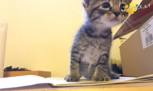 Katze Gismo (Foto by Ratz)