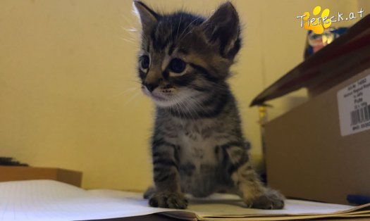 Katze Gismo (Foto by Ratz)