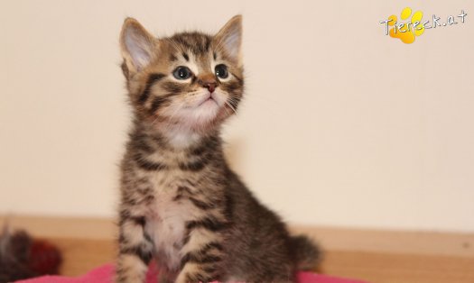 Katze Gismo (Foto by Tiereck.at - Lavanttaler Tierhilfe)