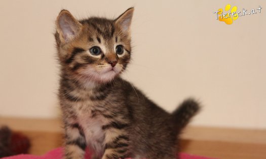 Katze Gismo (Foto by Tiereck.at - Lavanttaler Tierhilfe)