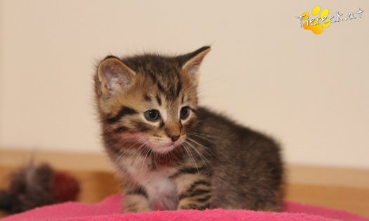 Katze Gismo (Foto by Tiereck.at - Lavanttaler Tierhilfe)