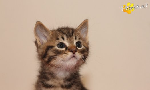 Katze Gismo (Foto by Tiereck.at - Lavanttaler Tierhilfe)