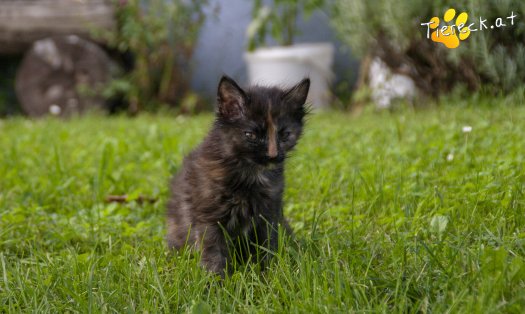 Katze Minou (Foto by Tiereck.at - Lavanttaler Tierhilfe)