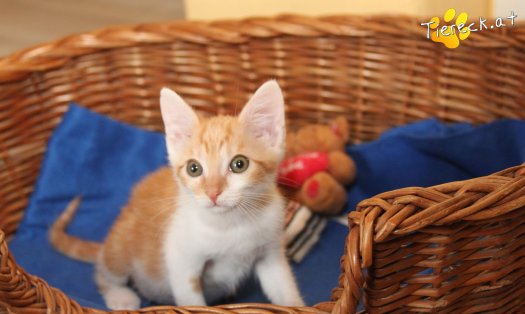 Katze Zwergi (Foto by Tiereck.at - Lavanttaler Tierhilfe)