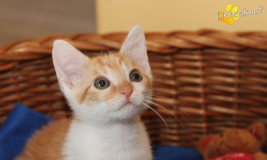 Katze Zwergi (Foto by Tiereck.at - Lavanttaler Tierhilfe)