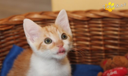 Katze Zwergi (Foto by Tiereck.at - Lavanttaler Tierhilfe)