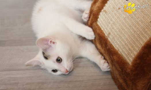 Katze Tweety