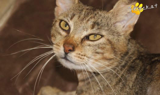 Katze Lucky  (Foto by Tiereck.at - Lavanttaler Tierhilfe)