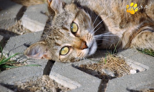 Katze Lucky  (Foto by Tiereck.at - Lavanttaler Tierhilfe)