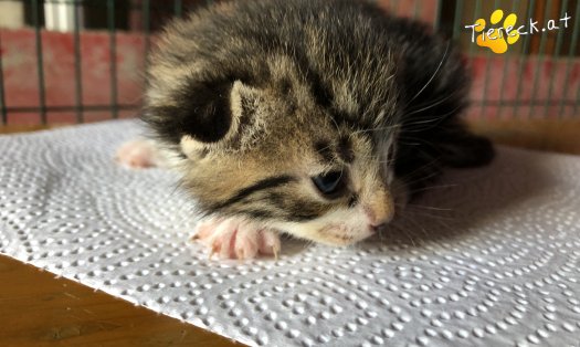 Katze Baby Mini Earl (Foto by Tiereck.at - Lavanttaler Tierhilfe)