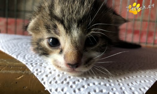 Katze Baby Mini Earl (Foto by Tiereck.at - Lavanttaler Tierhilfe)
