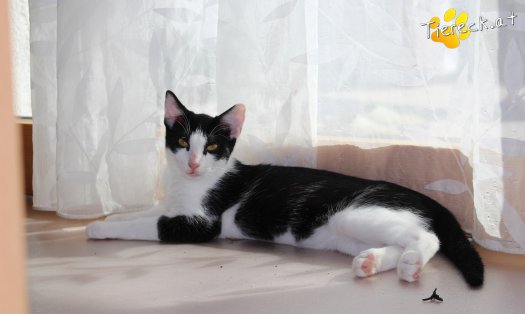 Katze Bandito (Foto by Tiereck.at - Lavanttaler Tierhilfe)