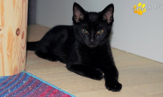 Katze Blacky (Foto by Tiereck.at - Lavanttaler Tierhilfe)