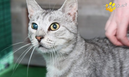 Katze Whiskas (Foto by Tiereck.at - Lavanttaler Tierhilfe)