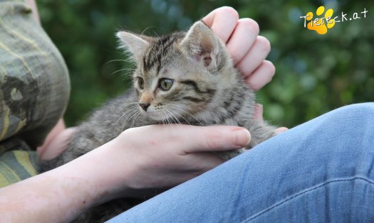 Katze Minka (Foto by Tiereck.at - Lavanttaler Tierhilfe)