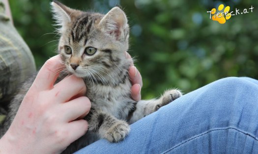 Katze Minka (Foto by Tiereck.at - Lavanttaler Tierhilfe)