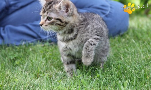 Katze Minka (Foto by Tiereck.at - Lavanttaler Tierhilfe)
