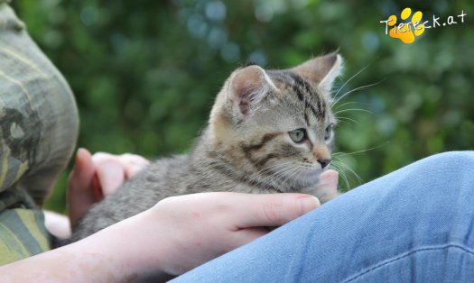 Katze Minka (Foto by Tiereck.at - Lavanttaler Tierhilfe)