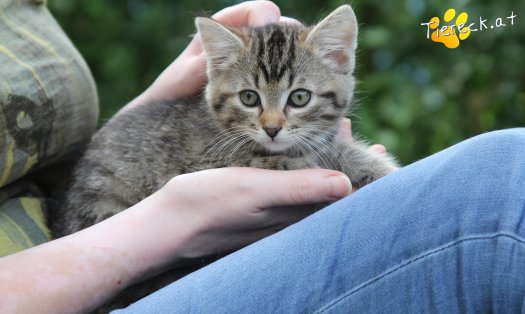 Katze Minka (Foto by Tiereck.at - Lavanttaler Tierhilfe)