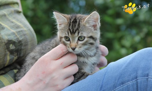 Katze Minka (Foto by Tiereck.at - Lavanttaler Tierhilfe)