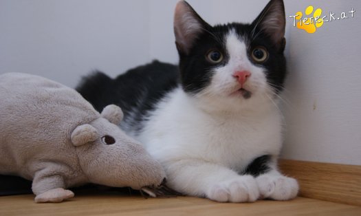 Katze Coco (Foto by Tiereck.at - Lavanttaler Tierhilfe)