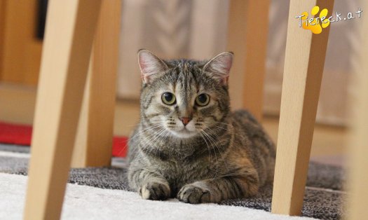Katze Sissy (Foto by Tiereck.at - Lavanttaler Tierhilfe)