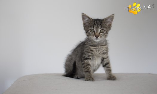 Katze Moody (Foto by Tiereck.at - Lavanttaler Tierhilfe)