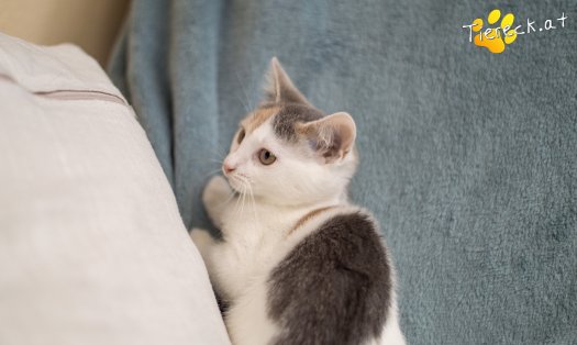 Katze Cleo (Foto by Tiereck.at - Lavanttaler Tierhilfe)