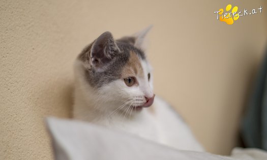 Katze Cleo (Foto by Tiereck.at - Lavanttaler Tierhilfe)